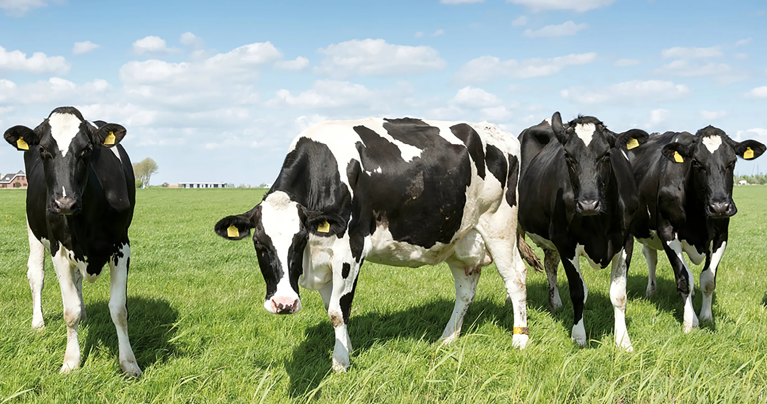 SliderAlivira7-scaled