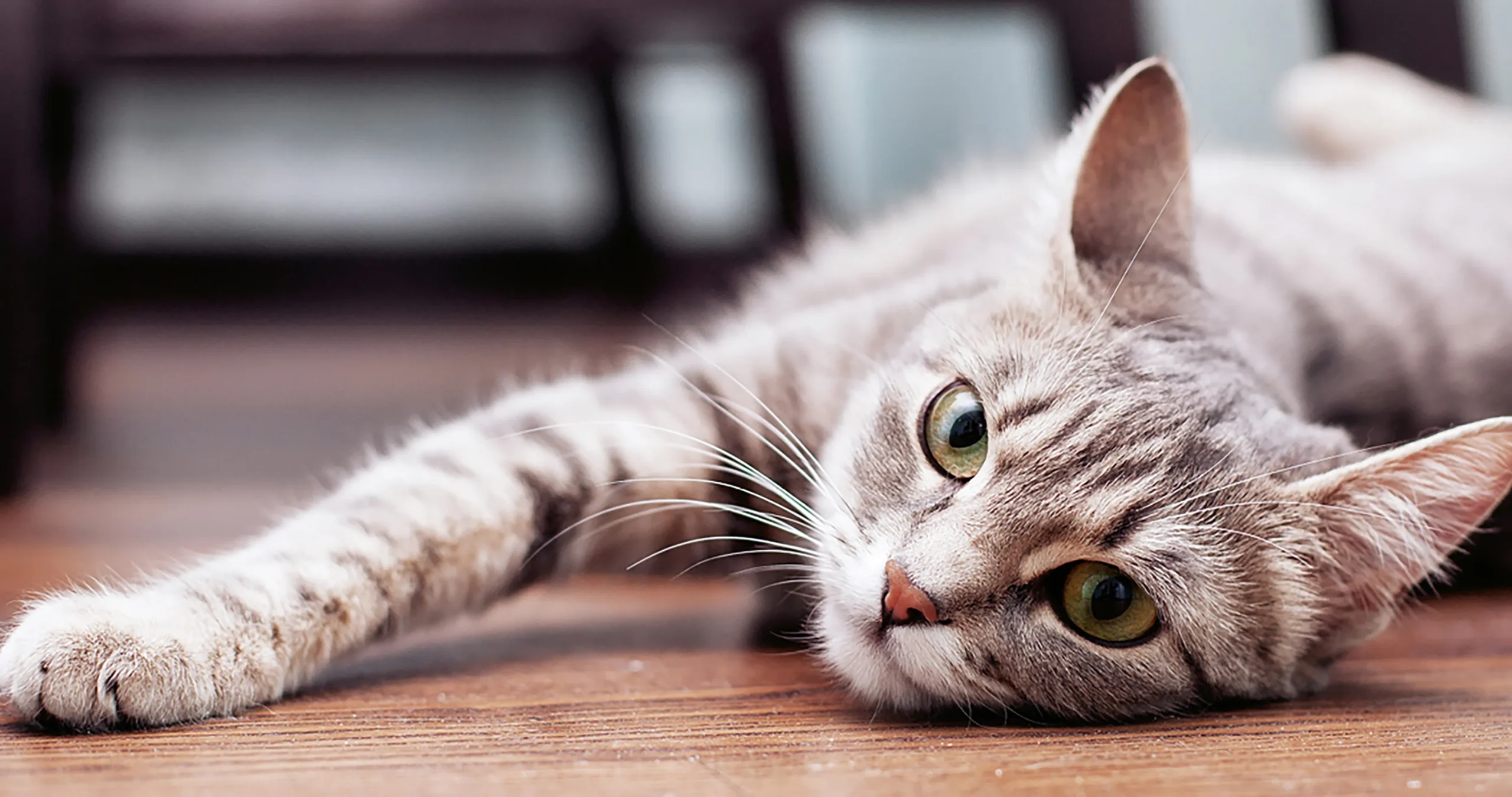 SliderAlivira9-scaled